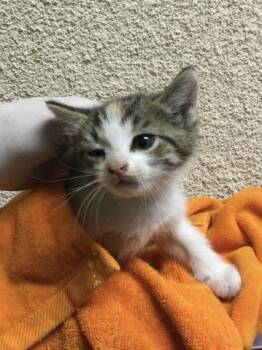 RUTH -  Domestic Short Hair Cat for Adoption in Riverside, California - RUTH | PetCurious