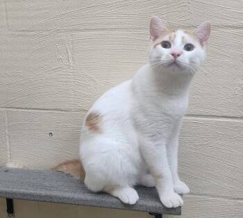 260392  Creme -  Domestic Short Hair Cat for Adoption in Wetumpka, Alabama - 260392  Creme | PetCurious