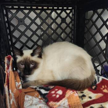 Lilah -  Siamese Cat for Adoption in Brockton, Massachusetts - Lilah | PetCurious