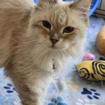 Ragdoll Cats Available for Adoption in Boca Raton, Florida - Cinna 9304 | PetCurious