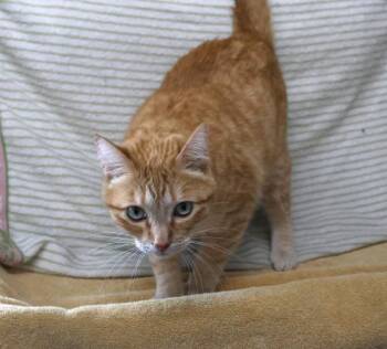 Zander -  Domestic Short Hair Cat for Adoption in Thief River Falls, Minnesota - Zander | PetCurious