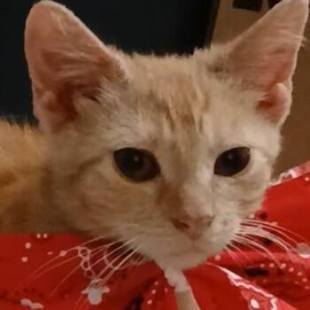 Ginger -  Domestic Short Hair Cat for Adoption in Liverpool, Texas - Ginger | PetCurious