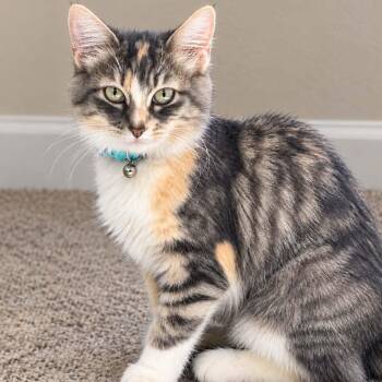 Chickpea -  Torbie and Domestic Short Hair Cat for Adoption in Antioch, California - Chickpea | PetCurious