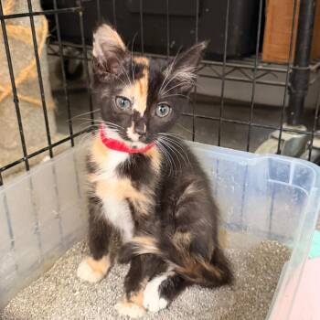 Fiona -  Domestic Short Hair Cat for Adoption in Vallejo, California - Fiona | PetCurious