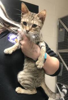 Domestic Short Hair Cats Available for Adoption in Conroe, Texas - A428339 | PetCurious