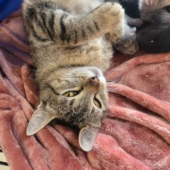 Amanda -  Domestic Short Hair Cat Available for Adoption in Clarksdale, Mississippi - Amanda | PetCurious