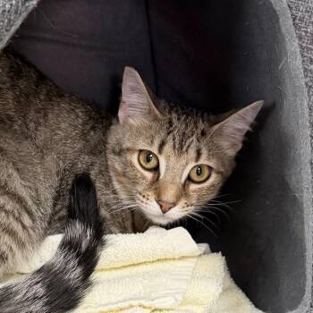 Domestic Short Hair Cats Available for Adoption in State College, Pennsylvania - Linda | PetCurious