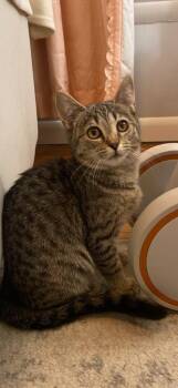 Domestic Short Hair Cats Available for Adoption - Judith | PetCurious