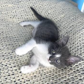 Domestic Short Hair Cats Available for Adoption in San Antonio, Texas - Spatula | PetCurious