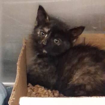Ashley Graham -  Domestic Short Hair Cat for Adoption in Newark, New Jersey - Ashley Graham | PetCurious