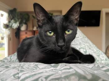 Ross -  Domestic Short Hair Cat for Adoption in Eugene, Oregon - Ross | PetCurious