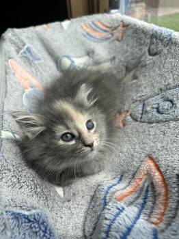 Domestic Medium Hair Cats Available for Adoption - Frito | PetCurious