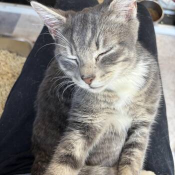 Genevieve -  Domestic Short Hair Cat Available for Adoption in Absecon, New Jersey - Genevieve | PetCurious