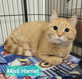Domestic Short Hair Cats Available for Adoption in Richmond, Indiana - Miss Harriet | PetCurious