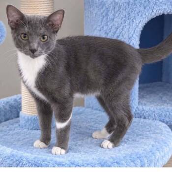 Delvin -  Domestic Short Hair Cat for Adoption in Mobile, Alabama - Delvin | PetCurious
