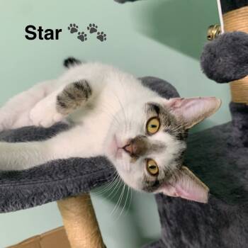 Rescue Domestic Short Hair Cats for Adoption in Abingdon, Maryland - 0925-131 Star | PetCurious