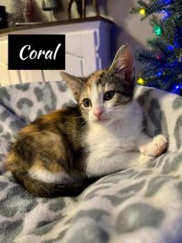 Rescue Calico and Domestic Short Hair Cats for Adoption in Shrewsbury, Massachusetts - Coral | PetCurious