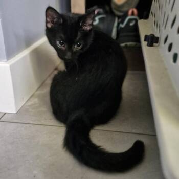 Bird -  Domestic Short Hair Cat for Adoption in New Albany, Ohio - Bird | PetCurious