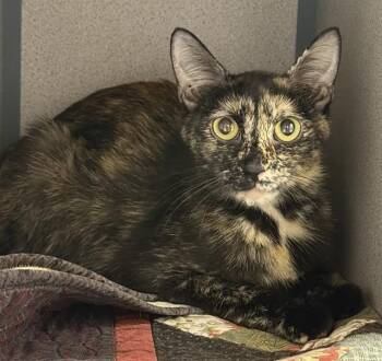 POLLY POCKET -  Domestic Short Hair Cat for Adoption in Aliquippa, Pennsylvania - POLLY POCKET | PetCurious