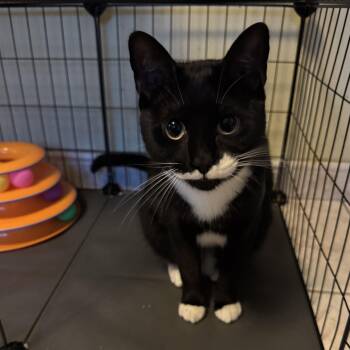 Tuxedo Cats Available for Adoption in Palmetto Bay, Florida - Melanie | PetCurious