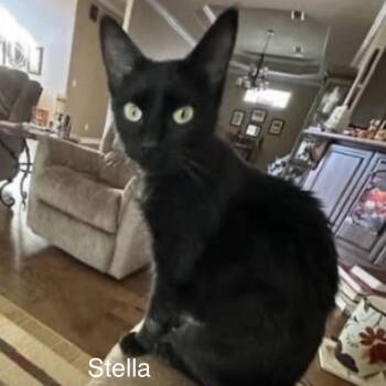 American Shorthair Cats Available for Adoption - Crisp Talker | PetCurious