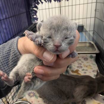 Matcha -  Domestic Short Hair Cat Available for Adoption in Watertown, New York - Matcha | PetCurious