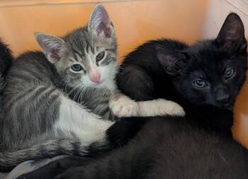 Rascal -  Domestic Short Hair and Tabby Cat for Adoption in Glendale, Arizona - Rascal | PetCurious