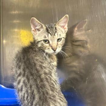 Badger -  Domestic Short Hair Cat for Adoption in Wappingers Falls, New York - Badger | PetCurious