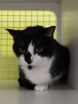 Domestic Medium Hair Cats Available for Adoption in Dallas, Texas - Serena 0397 | PetCurious