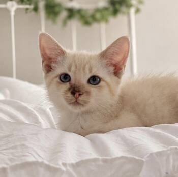 Miss Brie -  Siamese Cat for Adoption in Boca Raton, Florida - Miss Brie | PetCurious
