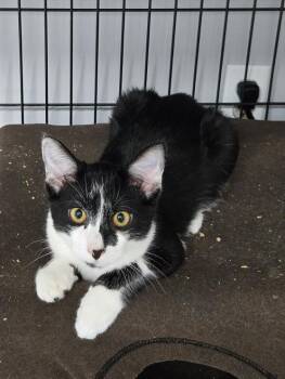 Yin and Yang BONDED BROTHERS -  Domestic Short Hair Cat for Adoption in Mount Vernon, Ohio - Yin And Yang BONDED BROTHERS | PetCurious