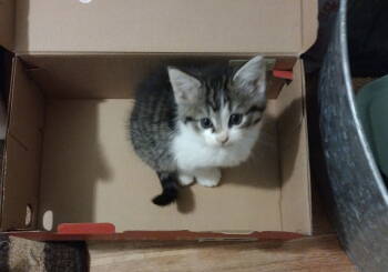 Rescue Tabby and Domestic Medium Hair Cats for Adoption - Eklipse | PetCurious