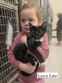 Lucy Lou        GFRCC -  Domestic Short Hair Cat for Adoption in Metamora, Illinois - Lucy Lou        GFRCC | PetCurious