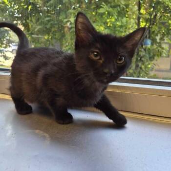 Avacado -  Domestic Short Hair Cat for Adoption in Davenport, Iowa - Avacado | PetCurious