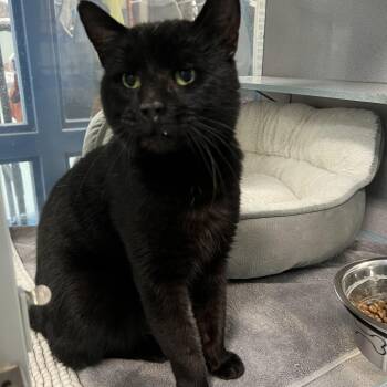 Domestic Short Hair Cats Available for Adoption - Picasso *Adoption Fee Sponsored* | PetCurious