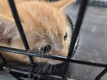 RINGO -  Domestic Short Hair Cat for Adoption in Louisville, Kentucky - RINGO | PetCurious