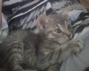 Dasher -  Domestic Short Hair Cat for Adoption in Warren, Ohio - Dasher | PetCurious