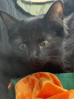 Gary -  Domestic Short Hair Cat for Adoption in Lincoln Park, Michigan - Gary | PetCurious