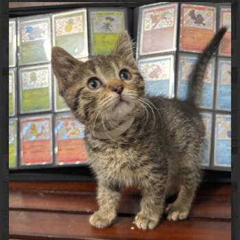 Articuno (w) -  Domestic Medium Hair Cat for Adoption in Denver, Colorado - Articuno (w) | PetCurious