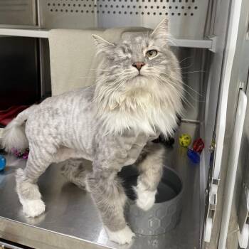 Tilly -  Domestic Short Hair Cat for Adoption in Warwick, Rhode Island - Tilly | PetCurious