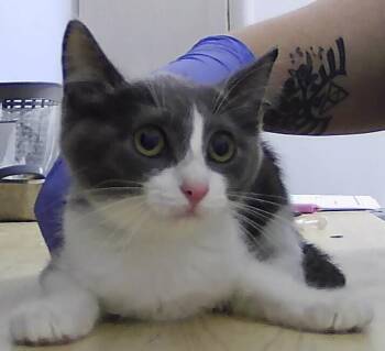 Kinsley -  Domestic Short Hair Cat for Adoption in Dayton, Minnesota - Kinsley | PetCurious