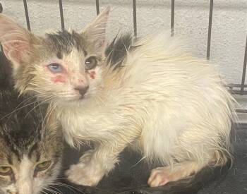 Chad -  Domestic Medium Hair Cat for Adoption in Lockhart, Texas - Chad | PetCurious