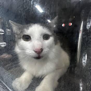 Reese -  Domestic Short Hair Cat for Adoption in Newark, New Jersey - Reese | PetCurious