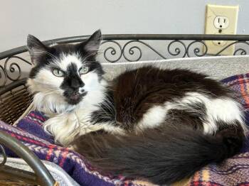 Dunebuggy -  Domestic Long Hair Cat for Adoption in Momence, Illinois - Dunebuggy | PetCurious