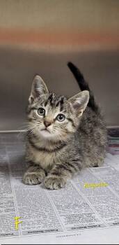 Augusta -  Domestic Short Hair Cat for Adoption in Marion, Mississippi - Augusta | PetCurious