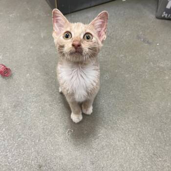 Shortstop -  Manx Cat for Adoption in Palmetto, Florida - Shortstop | PetCurious