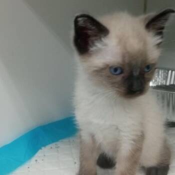 Charming -  Siamese Cat for Adoption in Columbus, Georgia - Charming | PetCurious