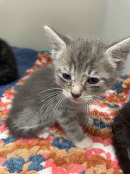 Dale -  Domestic Medium Hair Cat for Adoption in Columbia, Tennessee - Dale | PetCurious