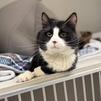 Domestic Long Hair Cats Available for Adoption in Philadelphia, Pennsylvania - Epic | PetCurious