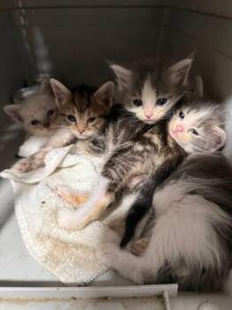 Happy -  Domestic Short Hair Cat for Adoption in Cleveland, Ohio - Happy | PetCurious